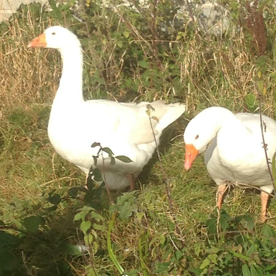 StabannanBroadacre Farm住宿加早餐旅馆 外观 照片
